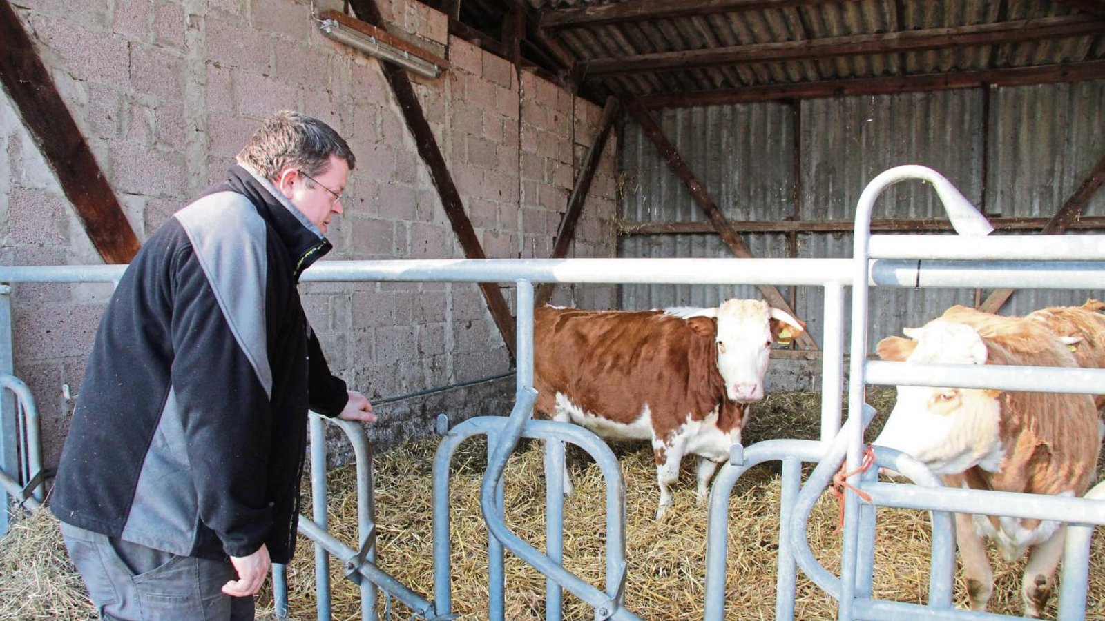 Landwirt Patrick Schülke ist froh, dass wenigstens vier seiner neun Rinder wieder wohlbehalten im Stall zurück sind. Foto: Banholzer Landwirt Patrick Schülke ist froh, dass wenigstens vier seiner neun Rinder wieder wohlbehalten im Stall zurück sind. Foto: Banholzer