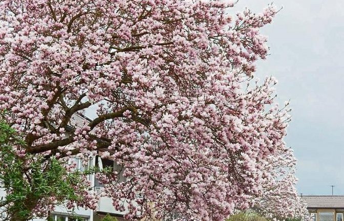 Die Magnolien entfalten jetzt ihre ganze Pracht. Fotografiert in der Aschmannstraße in Vaihingen.  Foto: Arning