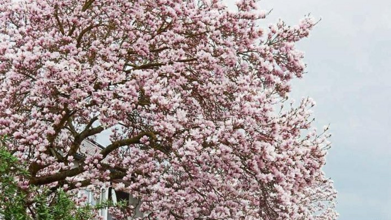 Die Magnolien entfalten jetzt ihre ganze Pracht. Fotografiert in der Aschmannstraße in Vaihingen.  Foto: Arning