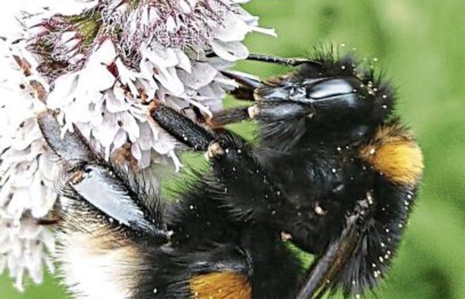 Forsche Diagnose: Es ist die Dunkle Erdhummel, die an der Minze Nektar saugt.  Fotos: Schmidt
