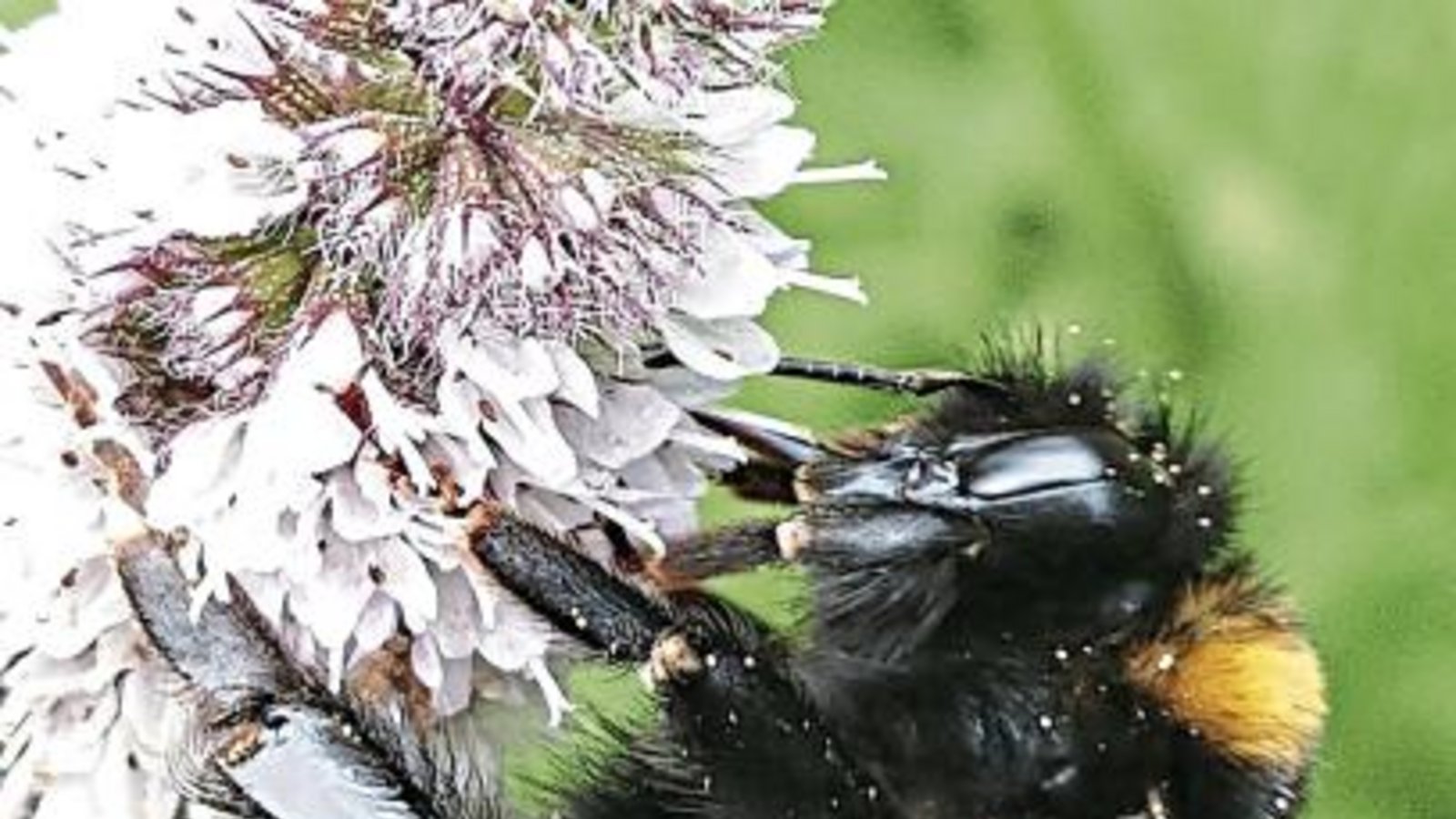 Forsche Diagnose: Es ist die Dunkle Erdhummel, die an der Minze Nektar saugt. Fotos: Schmidt Forsche Diagnose: Es ist die Dunkle Erdhummel, die an der Minze Nektar saugt. Fotos: Schmidt