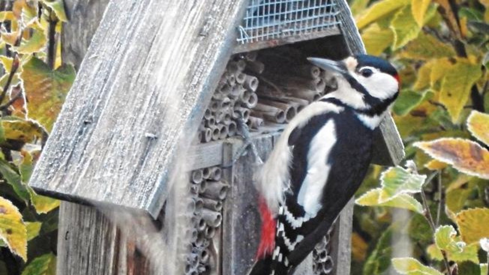 Willkommen am Insektenhaus! Den morgendlichen Besuch eines Buntspecht-Männchens hat Albert Arning eingefangen. Willkommen am Insektenhaus! Den morgendlichen Besuch eines Buntspecht-Männchens hat Albert Arning eingefangen.