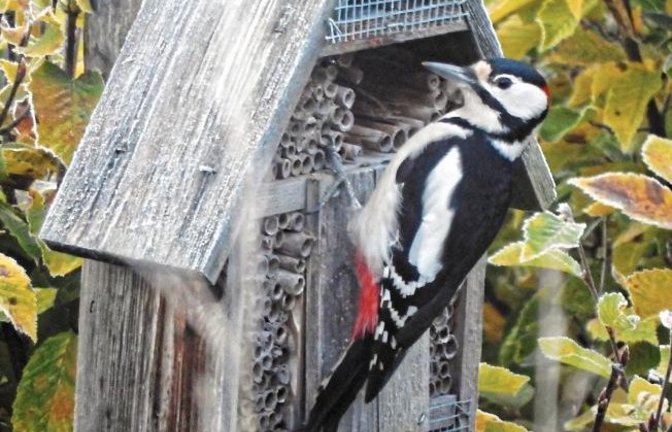 Willkommen am Insektenhaus! Den morgendlichen Besuch eines Buntspecht-Männchens hat Albert Arning eingefangen.