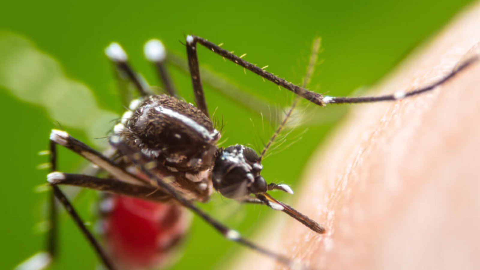 So vertreiben Sie wirkungsvoll Mücken und Schnaken. Die besten 10 Hausmittel gegen Stechmücken im Artikel.Foto: Khlungcenter / Shutterstock.com