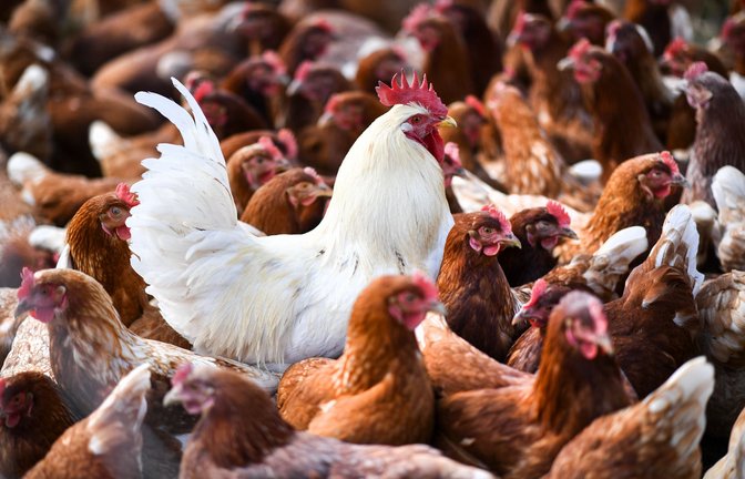 Auch in Baden-Württemberg ist die Vogelgrippe weiter virulent.<span class='image-autor'>Foto: picture alliance/Felix Kästle</span>