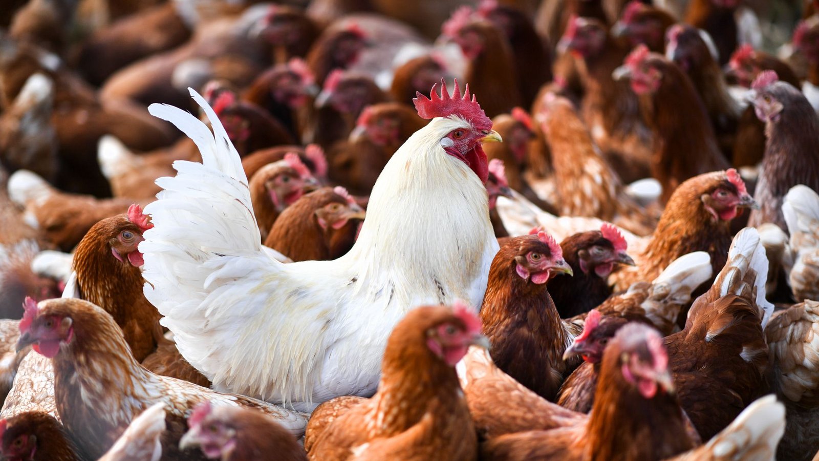 Auch in Baden-Württemberg ist die Vogelgrippe weiter virulent.Foto: picture alliance/Felix Kästle