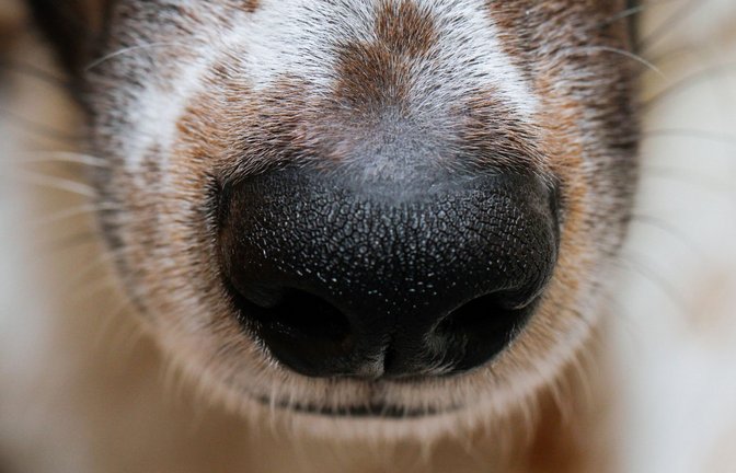 Was macht Hunde zu Spürnasen?<span class='image-autor'>Foto: dpa/Wolfgang Hoppe</span>
