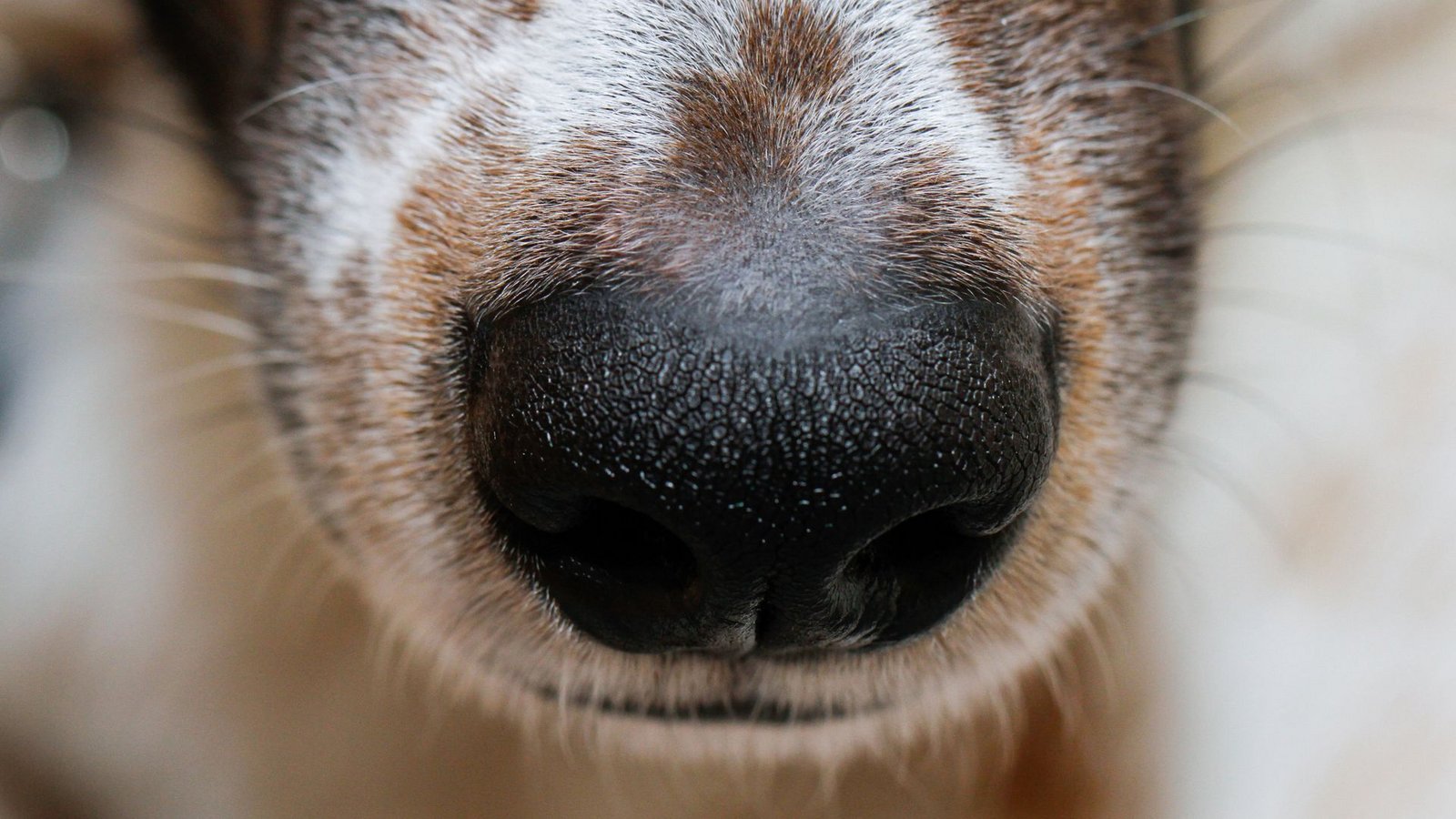 Was macht Hunde zu Spürnasen?Foto: dpa/Wolfgang Hoppe