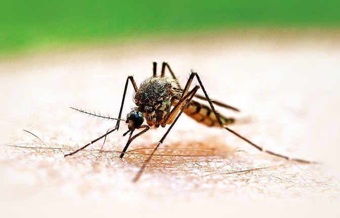 Eine Mücke saugt Blut aus dem Arm eines Mannes.<span class='image-autor'>Foto: dpa/Patrick Pleul</span>