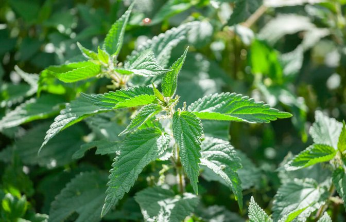 Hier erfahren Sie, was gegen Brennnesselstiche hilft und wie man Brennnesseln im Garten bekämpft.<span class='image-autor'>Foto: K_samurkas / Shutterstock.com</span>