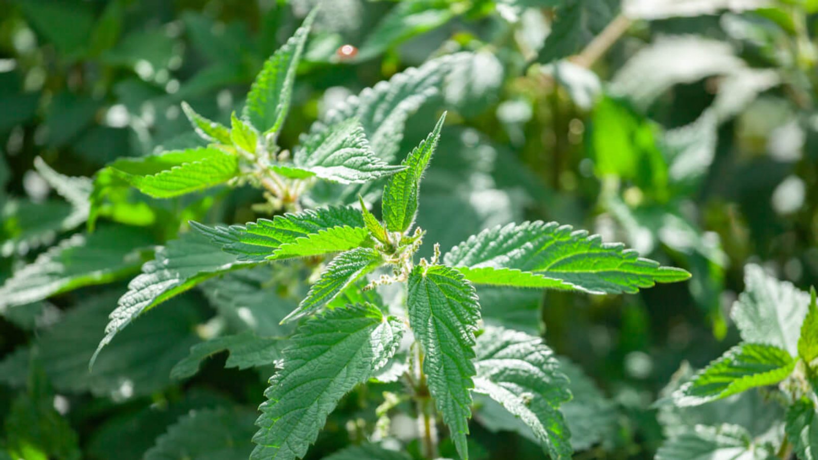 Hier erfahren Sie, was gegen Brennnesselstiche hilft und wie man Brennnesseln im Garten bekämpft.Foto: K_samurkas / Shutterstock.com Hier erfahren Sie, was gegen Brennnesselstiche hilft und wie man Brennnesseln im Garten bekämpft.Foto: K_samurkas / Shutterstock.com
