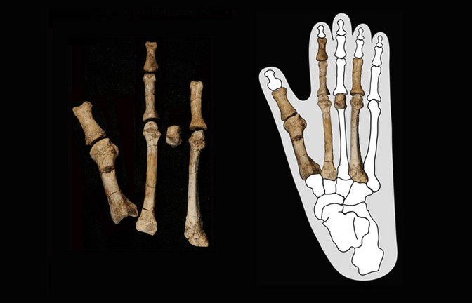 Diese 3,4 Millionen Jahre alten Knochen aus Äthiopien stammen vom Fuß eines Vormenschen. Aber von welchem? Das haben neue Fossilfunde nun geklärt.<span class='image-autor'>Foto: © Yohannes Haile-Selassie</span>