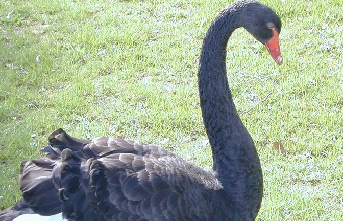 Bad Liebenzell vermisst weiter seinen schwarzen Schwan.<span class='image-autor'>Foto: Stadt Bad Liebenzell</span>