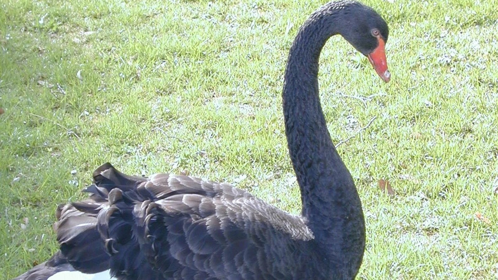 Bad Liebenzell vermisst weiter seinen schwarzen Schwan.Foto: Stadt Bad Liebenzell Bad Liebenzell vermisst weiter seinen schwarzen Schwan.Foto: Stadt Bad Liebenzell