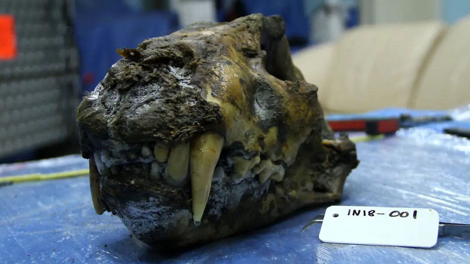 Schädel eines Höhlenlöwen mit teilweise erhaltenem Weichgewebe. Er wurde im sibirischen Permafrost in der Nähe des Flusses Indigirka gefunden und mittels Radiokarbonmethode auf ein Alter von circa 34.000 Jahren datiert.Foto: Love Dalén/dpa