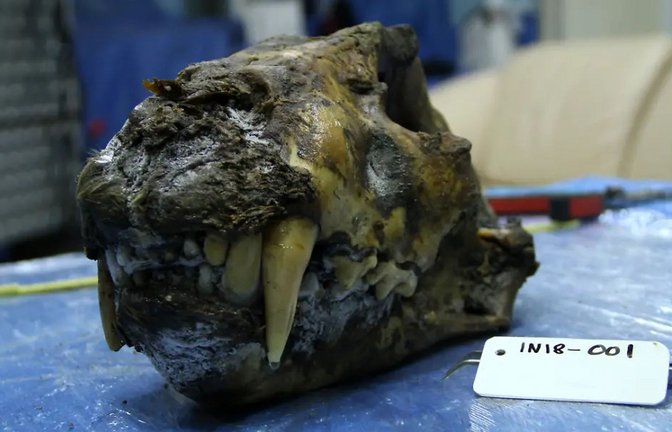 Schädel eines Höhlenlöwen mit teilweise erhaltenem Weichgewebe. Er wurde im sibirischen Permafrost in der Nähe des Flusses Indigirka gefunden und mittels Radiokarbonmethode auf ein Alter von circa 34.000 Jahren datiert.<span class='image-autor'>Foto: Love Dalén/dpa</span>