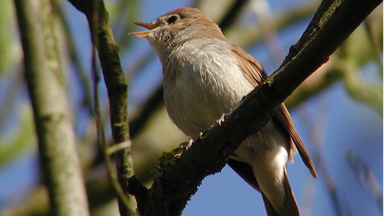 Nachtigall (Luscinia megarhynchos).Foto: dpa Nachtigall (Luscinia megarhynchos).Foto: dpa