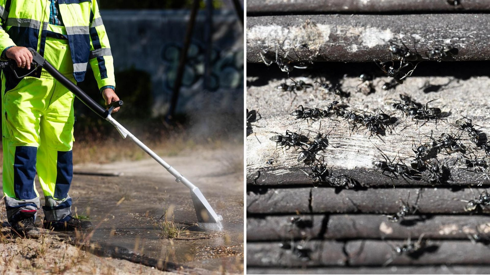 In Kehl bekämpfen Mitarbeiter der Stadt die Kolonien der invasiven Ameisenart Tapinoma magnum mit einem Heißwasser-Gerät. Diese Methode will nun auch Tübingen an den betroffenen Stellen testen.Foto: dpa/Philipp von Ditfurth, Uli Deck