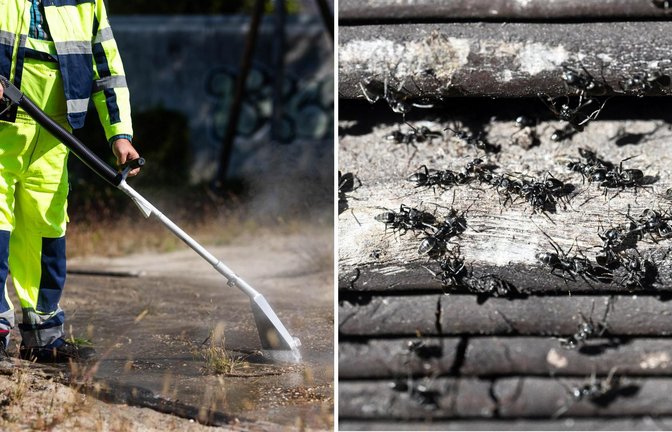 In Kehl bekämpfen Mitarbeiter der Stadt die Kolonien der invasiven Ameisenart Tapinoma magnum mit einem Heißwasser-Gerät. Diese Methode will nun auch Tübingen an den betroffenen Stellen testen.<span class='image-autor'>Foto: dpa/Philipp von Ditfurth, Uli Deck</span>