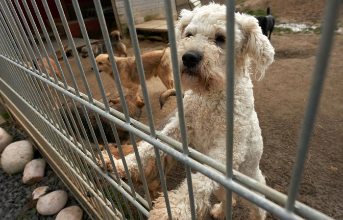 Beim dem Handel von Hunden und Katzen werden in Europa Milliarden Euro umgesetzt. Die EU will nun dafür sorgen, dass Züchter und Halter einige Mindeststandards einhalten.<span class='image-autor'>Foto: dpa</span>
