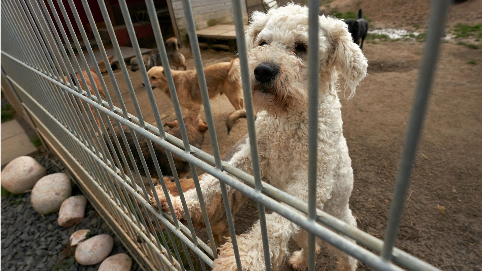 Beim dem Handel von Hunden und Katzen werden in Europa Milliarden Euro umgesetzt. Die EU will nun dafür sorgen, dass Züchter und Halter einige Mindeststandards einhalten.Foto: dpa