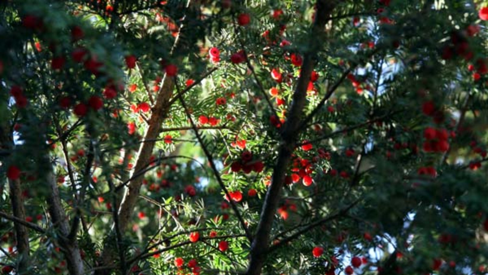 Weibliche Eiben mit roten Farbtupfern. Foto: Rücker Weibliche Eiben mit roten Farbtupfern. Foto: Rücker