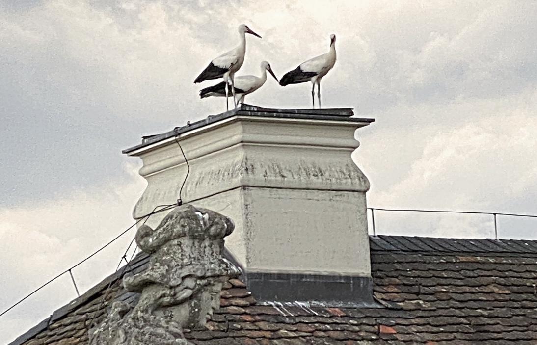 Störche landen auf den Dächern des Residenzschlosses. Foto: Stadler
