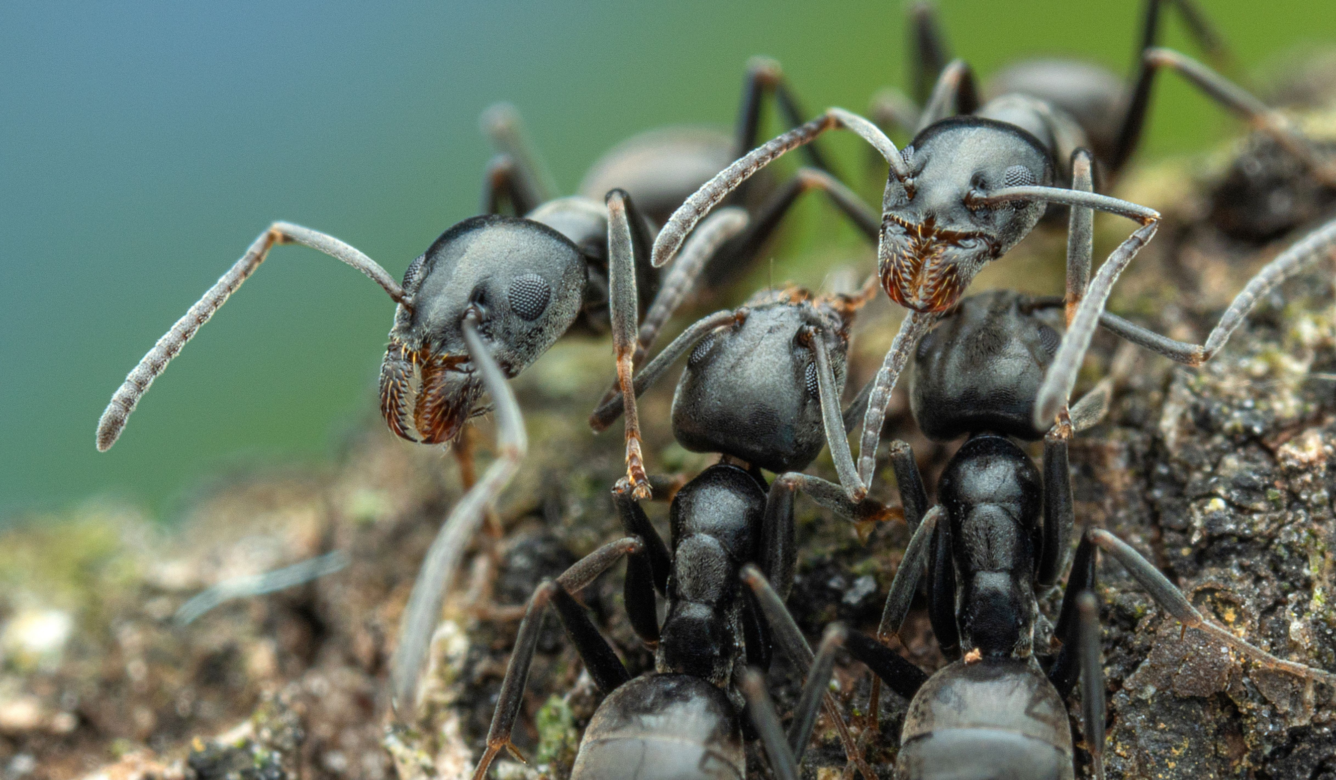 Die Große Drüsenameise sieht einheimischen Arten ähnlich, unterscheidet sich aber auch durch Verhaltensweisen. Foto: SMNS/A. Bellersheim Die Große Drüsenameise sieht einheimischen Arten ähnlich, unterscheidet sich aber auch durch Verhaltensweisen. Foto: SMNS/A. Bellersheim