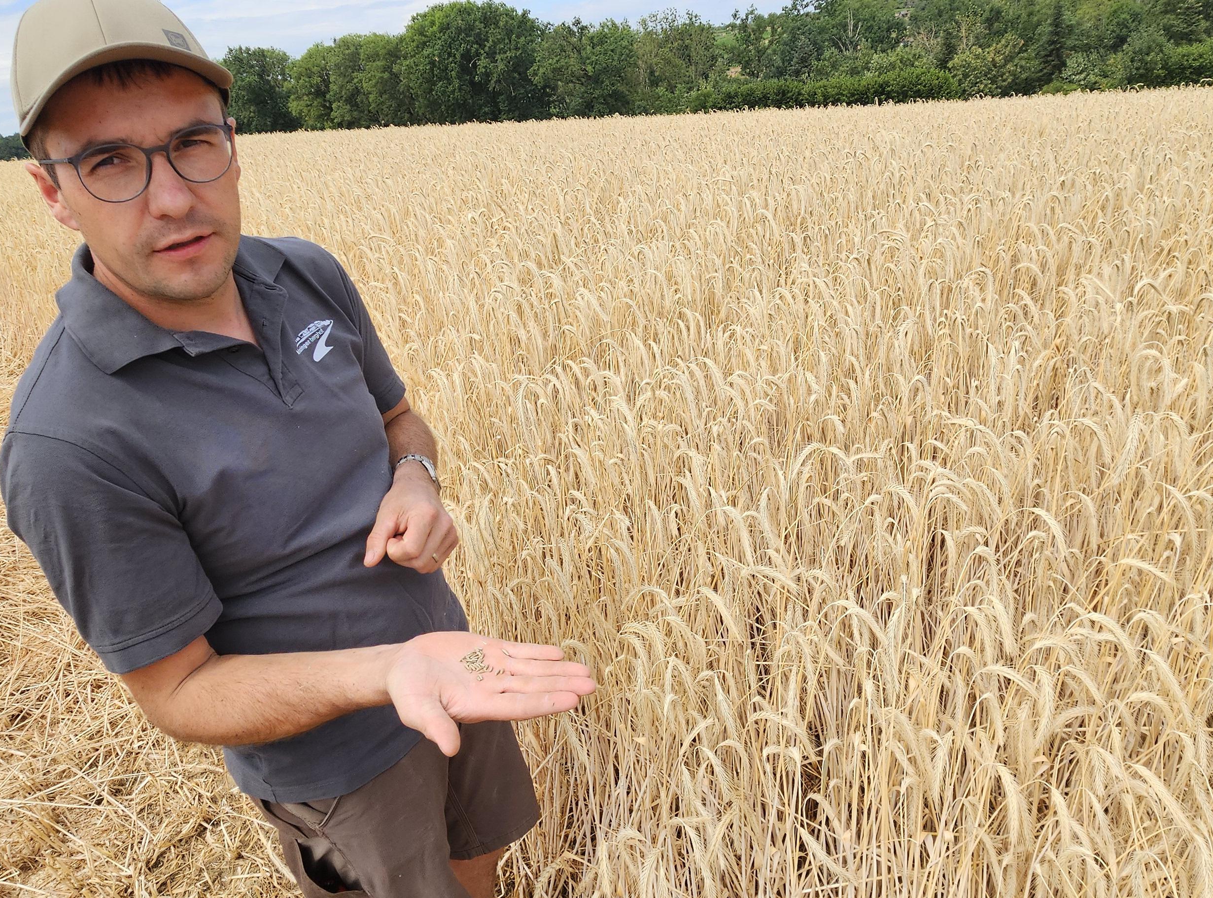 Landwirt Michael Kinzinger zeigt eines seiner Felder: Der Roggen ist durch Hitze und Sonne vorzeitig gereift und wird in Kürze geerntet. Fotos: Rieger Landwirt Michael Kinzinger zeigt eines seiner Felder: Der Roggen ist durch Hitze und Sonne vorzeitig gereift und wird in Kürze geerntet. Fotos: Rieger