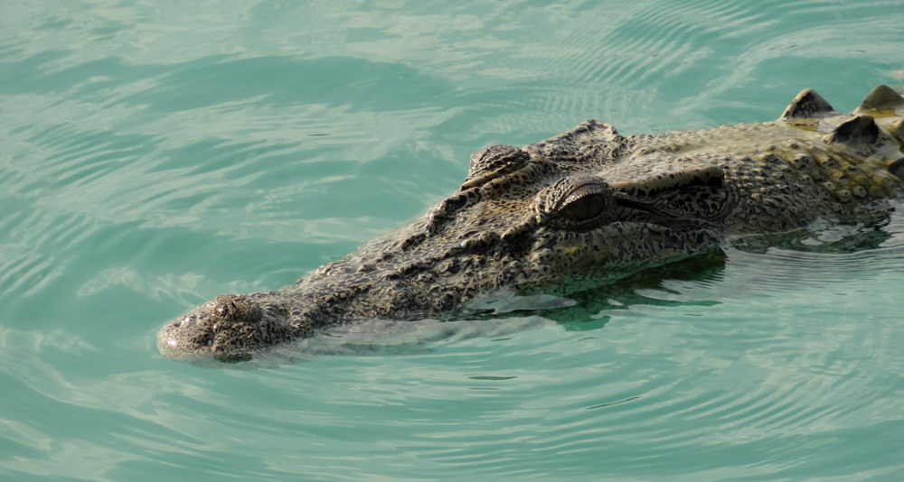Leben Krokodile im Meer?