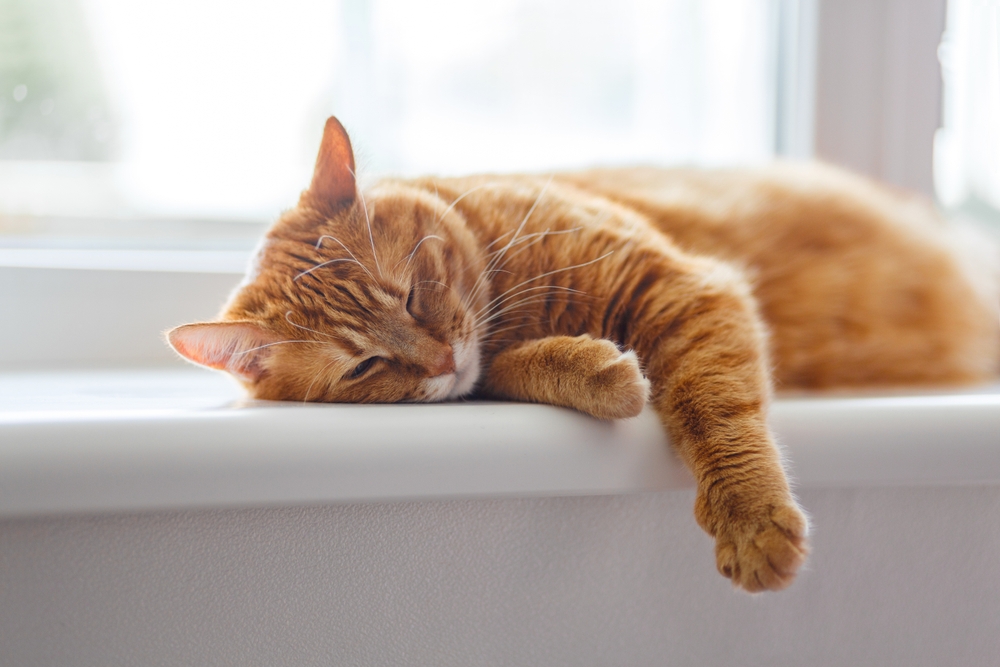 Warum schlafen Katzen so viel?